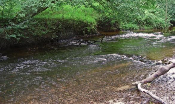 Kies für die Alster Fundamente für das Leben im Fluss Das Kieslückensystem der Gewässersohle ist ein wichtiger Teillebensraum in unseren Fließgewässern.