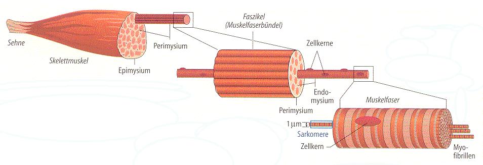 MUSKULATUR 2 Viele Muskelfasern bilden ein Primärbündel (Durchmesser ~ 1 mm). Auch dieses ist von Bindegewebe, dem Perimysium, umgeben. aus: Schmidt, Thews, Lang, 30 Aufl.