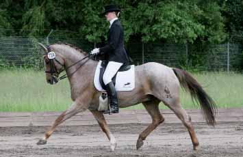 Anna-Lena Kunde und Montypaiten beenden erfolgreiche Ponylaufbahn Reitponys in den höheren Klassen der Dressur sind doch eher selten, und erfolgreiche erst recht.