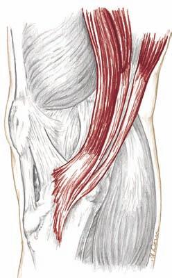 22 Rechtes Knie, Ansicht von ventral Ansatzstelle des Pes anserinus Drei Sehnen von Oberschenkelmuskeln dem M. sartorius, dem M. gracilis und dem M.