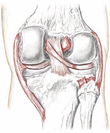 patellae (Schnitt) 7.118 Rechtes Knie, Ansicht von ventral; Patella wird nicht dargestellt Fibula Tibia Lig. cruciatum posterius Lig.