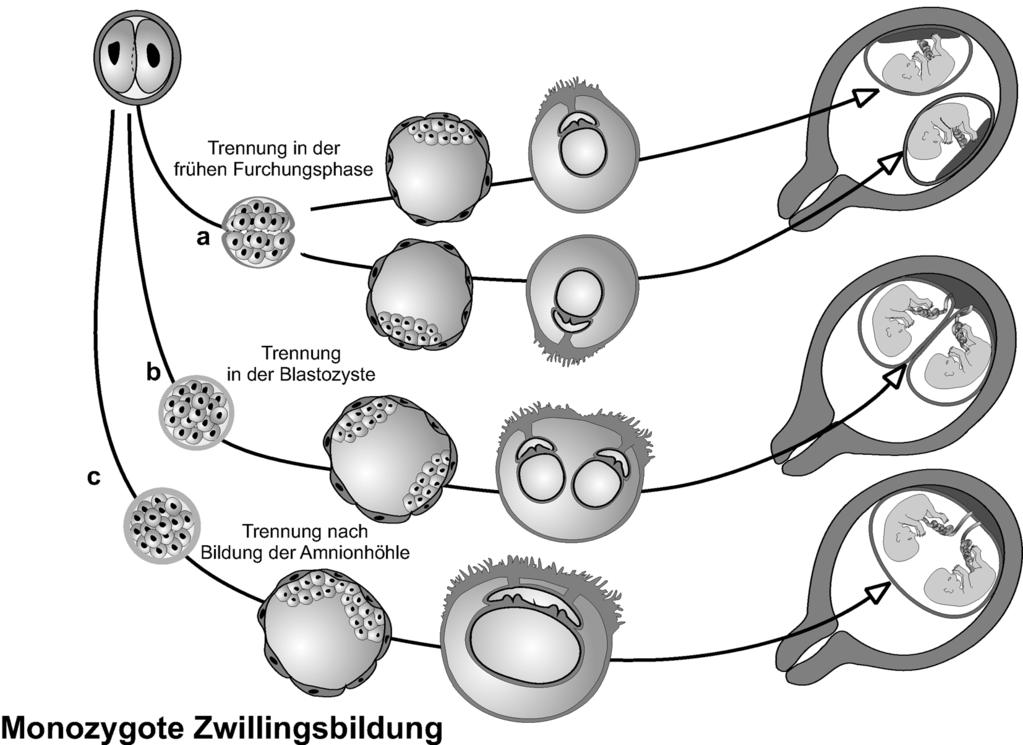 zudem bei uns in Deutschland ebenso wie Studien an einzelnen Blastomeren durch das Embryonenschutzgesetz verboten sind.