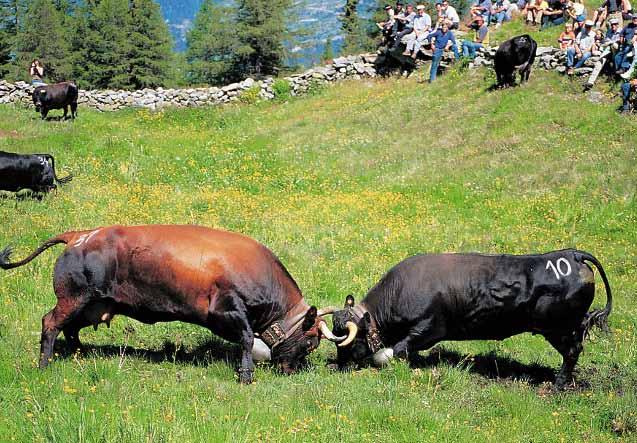Durch Rückkreuzungen wurden diese Kühe wieder in die Schweiz gebracht.