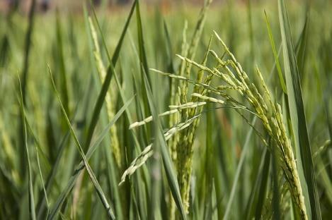 Wissensquiz: 9 Welches Getreide wächst hier? Mais Gerste 70% Reis 28% Frage 26: Welches Getreide wächst hier?