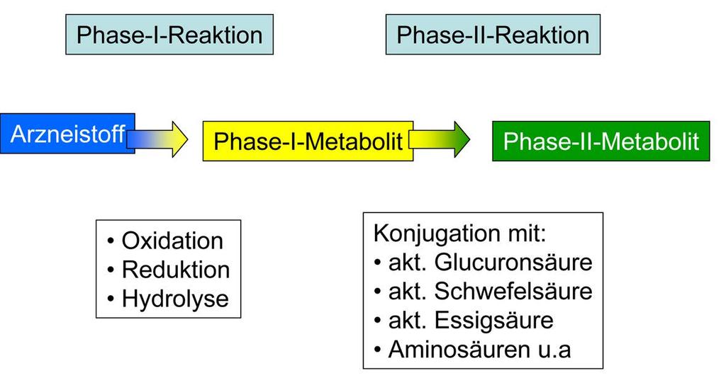 4. Biotransformation Reaktionen der Phase I