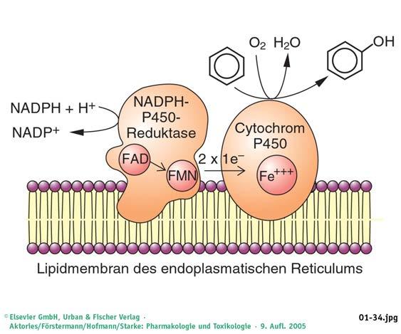Oxidationsreaktionen Cytochrom P-450 (CYP-Enzyme) - mikrosomale Monooxygenasen - Vorkommen in Leber, Dünndarm, Lunge, Gehirn - 50 menschliche CYP-Enzyme sind