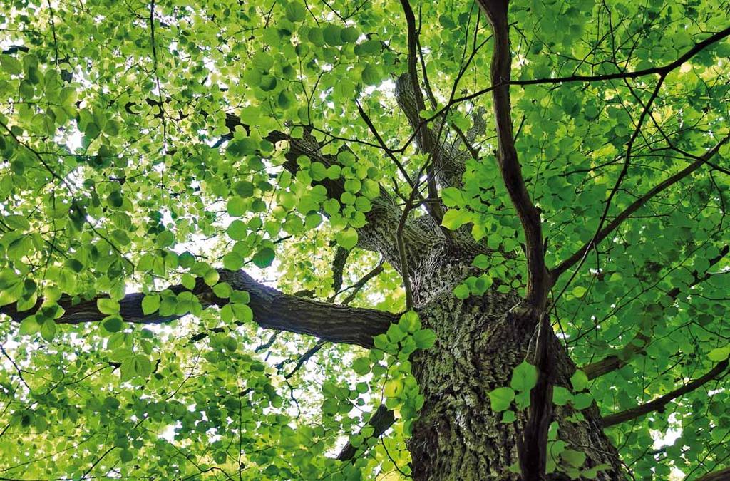 Andere Laub- und Nadelbäume In Niedersachsen werden bei der Waldzustandserhebung als landesweite flächendeckende Stichprobeninventur 28 Baumarten erfasst.
