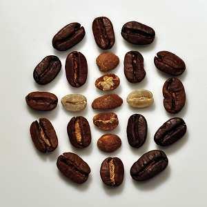 5.3 Aufbereitung des Kaffees Gepflückte Kaffeekirschen werden für die Gewinnung von Rohkaffee trocken oder nass aufbereitet.
