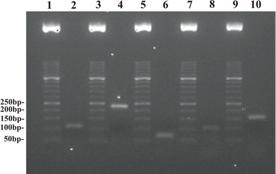 Abbildung 7: Kontrolle der Spezifität der Primerpaare und der Größe des PCR-Produkts PCR-Produkte auf ein 2%iges Agarosegel aufgetragen.