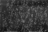 Nach der Trocknung erfolgt die mikroskopische Auswertung. Die Fluoreszenzaufnahmen der mit Glutardialdehyd fixierten Zellen erfolgen mit dem Flureszenzmikroskop DMRX (Leica Microsystems AG, Wetzlar).