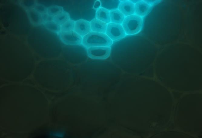 1. Was ist Fluoreszenz und was bringt sie der Biologie? Frage: Nur bei wenigen Biomolekülen reicht die Energie von Licht zur Anregung aus. Was tun?