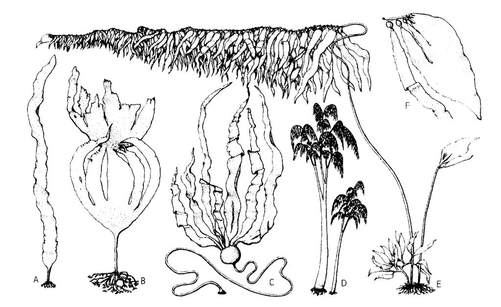 Fig. 4-2 21 Braunalgen (Tange, engl. kelps ) Kopie aus Strasburger (1998) C.