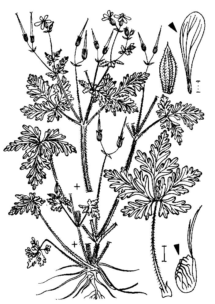 50 Fig. 9-4 Ruprechtskraut (Geranium robertianum) ein Storchschnabelgewächs Fig.