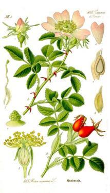 Geraniales = Storchschnabelartige Fam. Geraniaceae = Storchschnabelgewächse * K5 C5 A 5+5 G(5) Typische Eudikotylenblüte mit 5 Quirlen zu je 5 Blütenorganen.