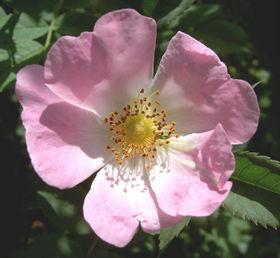 Wegen Gerbstoffen Heilpflanze: Wundheilung, Magen- und Darmentzündungen Schattige, stickstoffreiche Standorte, oft in Gärten und an Ruderalstandorten. Hunds-Rose (Rosa canina) (Fig.