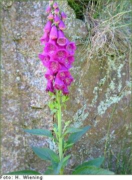 51) O. Lamiales = Lippenblütlerartige Fam. Scrophulariaceae = Braunwurzgewächse = Rachenblütler = Blüten der Königskerze nur schwach monosymmetrisch und nur mit kurzer Kronröhre.