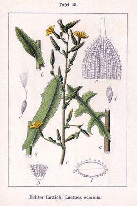 Campanulaceae = Glockenblumengewächse Glockenblumengewächse haben vielsamige Früchte (meist Streukapseln) Unterständiger Fruchtknoten und vormännliche Blüten mit