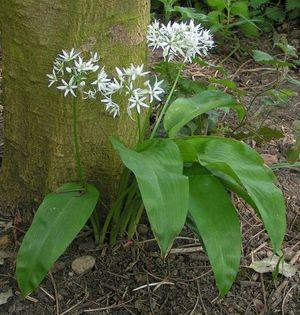 Bärlauch (Allium ursinum) (Fig. 9-12) (Skript S. 53-55) Kl. Monokotylen O. Asparagales = Spargelartige Fam.