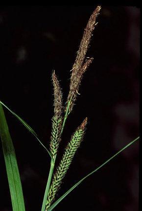 Den Süssgräser auf. = B. mollis) Fam. Poaceae = G(2) "Stängel" der (Fig. 9-14) Süssgräser = Süßgräser nennt Echte Gräser man Halm.