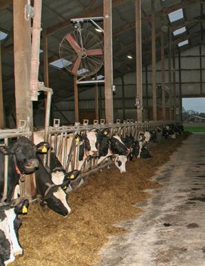 Tiergesundheit und mehr Rinder Mastitis: Antibiotika mit Verstand einsetzen Mastitis gilt als Berufskrankheit der Milchkühe, selbst bei allerbesten Haltungsbedingungen kann eine Entzündung des Euters