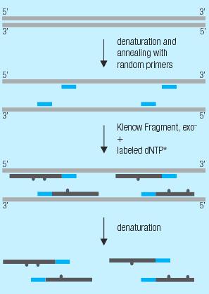 Radioaktive Markierung von DNA - nick translation und end