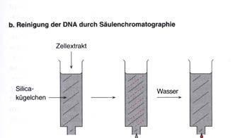 Reinigung von DNA an Silikat- und Anionenaustausch-