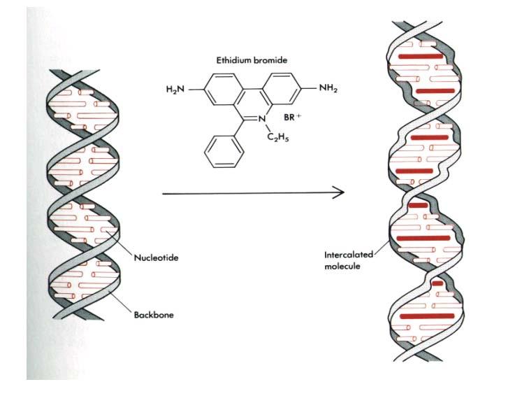 Ethidiumbromid färbt DNA Agarose-Konzentrationen zur Separation von DNA-Fragmenten Fragmentlänge