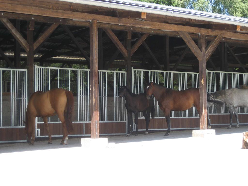 2 / 7 Die Pferde stehen überdacht und vor Sonne und Regen geschützt am Fressgitter. Die Anlage wurde im Oktober letzten Jahres in Betrieb genommen und ist für 15 Pferde ausgelegt.
