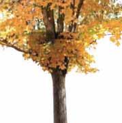 seiner Maserung. Bei Zuckerahorn, wie dieses Holz aufgrund der Gewinnung des bekannten Ahornzuckers aus seinem Baumsaft auch genannt wird, handelt es sich um die wertvollste der Ahorn-Arten.