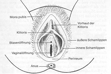 7 3.2 EXZISION Bei dieser Art werden die Klitoris und auch die kleinen Schamlippen weggeschnitten und manchmal werden sogar noch die großen Schamlippen gestutzt. 23 Abb.