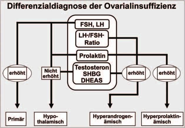 Tabelle 3: Basale Laboruntersuchungen bei Ovarialinsuffizienz Hyperandrogenämisch LH, FSH LH/FSH-Quotient Prolaktin Testosteron DHEAS SHBG Freier Androgen-Index Nüchtern-Insulin-Glukose OGTT