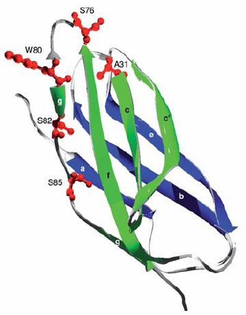 Literatur 10 Abb. 2-2: Eigenschaften der IgY-Bindungsstelle. A Ribbon Diagram der Kristallstruktur des CHIR- AB1, erstellt mithilfe der Datei 2vsd. der Proteindatenbank.