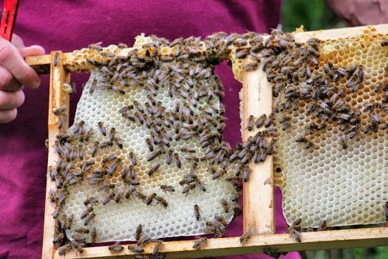 In Verbindung mit dem bereits üblichen Bienenkaugummi (eingelagerter Honig in der