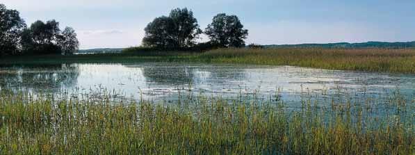 Für Zugvögel und Überwinterungsgäste ist der Bodensee besonders wichtig, da der See nur selten zufriert. Der Naturschutzverein Rheindelta hat den Managementplan für das Rheindelta erarbeitet.