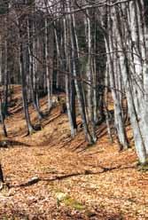 Feldkirch 447,42 Hektar, FFH und Vogelschutz- Richtlinie Naturschutzgebiet Schutzinhalt FFH-RL Pfeifengraswiesen auf kalkreichem Boden, torfige und tonig-schluffigen Böden (Molinion caeruleae)
