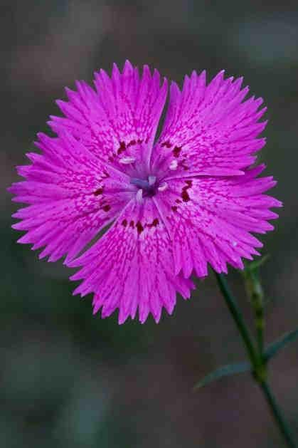 Geschützte Pflanzen (L.G. 12. Mai 2010, Nr. 6) 30 Dianthus spp. Nelke Garofano Caryophyllaceae Fotos: Dianthus seguieri (links; Hans Madl); Dianthus glacialis (rechts; Thomas Wilhalm, beide aus www.