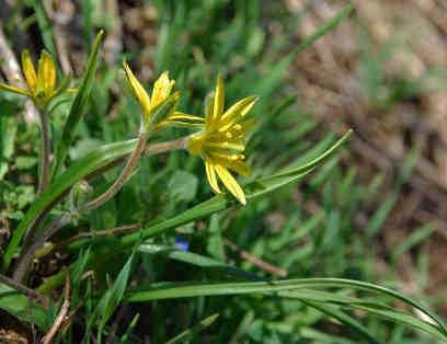 lutea mäßig häufig (Rückgang bei Bozen und Bruneck), G. pratensis sehr selten, G. villosa selten, G. liotardi zerstreut in den Hochlagen. Intensivierung der Landwirtschaft, Kulturänderung. G. lutea drohende (NT); G.