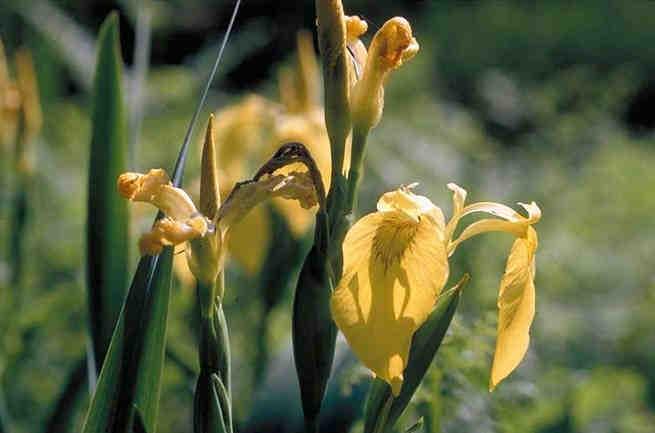 Geschützte Pflanzen (L.G. 12. Mai 2010, Nr. 6) 44 Iris pseudacorus Sumpf-Schwertlilie Giaggiolo acquatico Iridaceae Ufer, Röhricht, Gräben; collin-submontan.