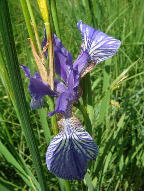 Geschützte Pflanzen (L.G. 12. Mai 2010, Nr. 6) 45 Iris sibirica Sibirische Schwertlilie Giaggiolo siberiano Iridaceae Sumpfwiesen; collin-submontan.