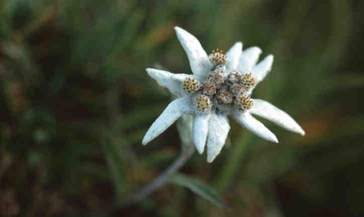 Geschützte Pflanzen (L.G. 12. Mai 2010, Nr. 6) 46 Leontopodium alpinum Edelweiß Stella alpina Asteraceae Kalk- und Dolomitfelsspalten, steinige Rasen; subalpin-alpin.