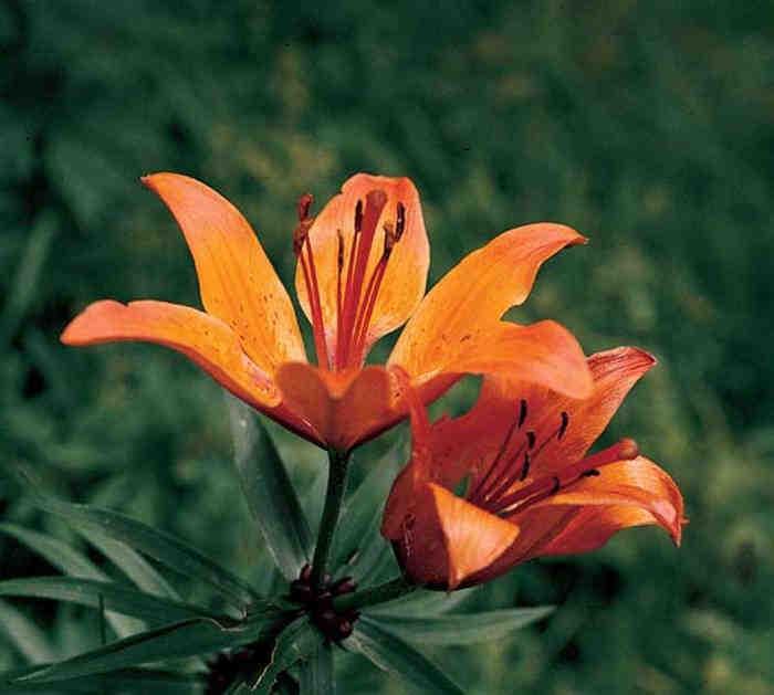 Geschützte Pflanzen (L.G. 12. Mai 2010, Nr. 6) 48 Lilium bulbiferum Feuer-Lilie Giglio rosoo Liliaceae Bergwiesen, Gesteinsschutt; submontan-subalpin. Weit verbreitet, doch vielfach nur vereinzelt.