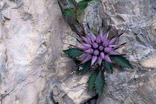 Geschützte Pflanzen (L.G. 12. Mai 2010, Nr. 6) 60 Physoplexis comosa Schopfteufelskralle Raponzolo chiomoso Campanulaceae Senkrechte Felswände in den Dolomiten; montan-subalpin.