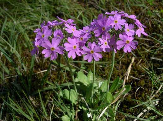 Geschützte Pflanzen (L.G. 12. Mai 2010, Nr. 6) 61 Primula spp.