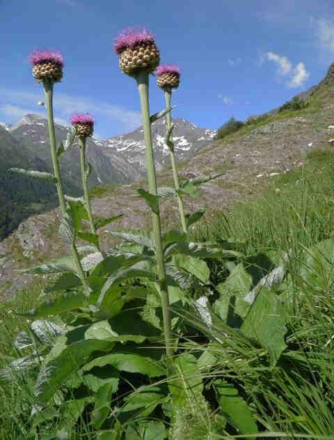 Geschützte Pflanzen (L.G. 12. Mai 2010, Nr. 6) 65 Rhaponticum scariosum Echte Bergscharte Rapontico membranoso Asteraceae Steinige Hänge, Hochstaudenfluren; montan-subalpin. Foto: Thomas Wilhalm, www.