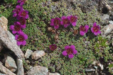 facchini nur in den Dolomiten, S. hostii subsp. rhaetica nur im Ortlergebiet, S. rudolphiana nur in den Pfunderer Bergen und der Rieserferner-Gruppe vor. In kommen folgende Steinbrecharten vor: S.