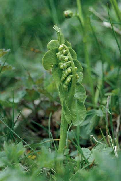 Geschützte Pflanzen (L.G. 12. Mai 2010, Nr. 6) 79 Botrychium spp. Mondraute Botrichio Ophioglossaceae Weiden zwischen 1500 und 2500 m Meereshöhe; montan-subalpin.