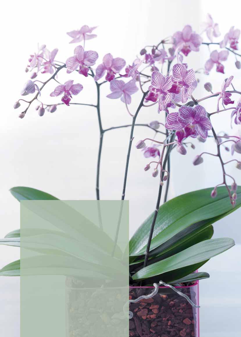 14 15 Gießen - Düngen - Sprühen GIESSEN SERAMIS SPEZIAL-SUBSTRAT IST IDEAL AUF DIE WASSER-BEDÜRFNISSE DER ORCHIDEEN ABGESTIMMT Orchideen müssen mäßig und regelmäßig gegossen werden, etwa einmal pro