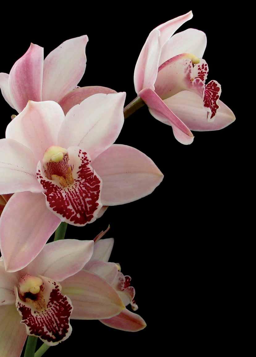 18 19 Orchideen-Vielfalt Cymbidium Cymbidien gehören zu den ältesten kultivierten Orchideen.