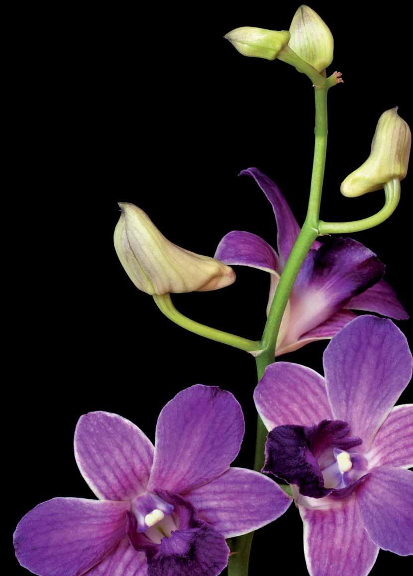 22 23 Orchideen-Vielfalt Dendrobium Dendrobien werden als Zierpflanzen kultiviert und auch in der chinesischen Volksmedizin eingesetzt.