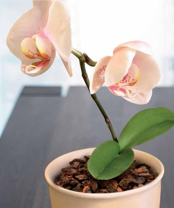 Aus dem Schatten ZUR BELIEBTEN ZIMMERSCHÖNHEIT des Urwaldes Die Orchidee ist heute eine der beliebtesten Zimmerpflanzen.